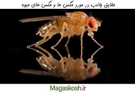 حقایق جالبی درباره مگس های میوه
