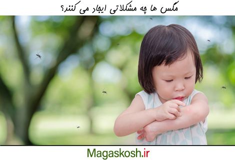 مگس ها چه مشکلاتی ایجاد می کنند؟