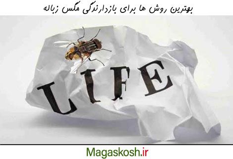 چگونه مگس های زباله را دور کنیم؟