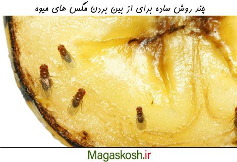 روش های ساد برای از بین بردن مگس های میوه