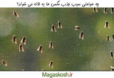 عوامل دخیل در جذب مگس ها به خانه