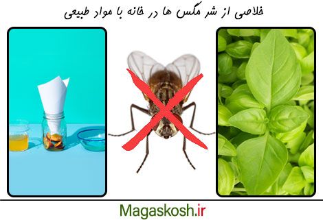 دفع مگس از خانه با مواد طبیعی