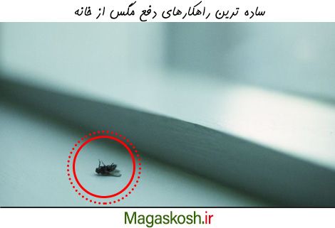 ساده ترین راهکارهای دفع مگس از خانه