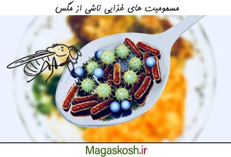 چگونگی مسمومیت غذایی از طریق مگس