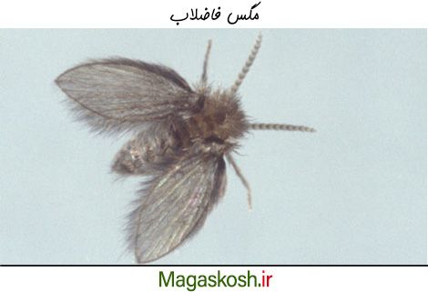 مگس فاضلاب و راه های خلاصی از آن